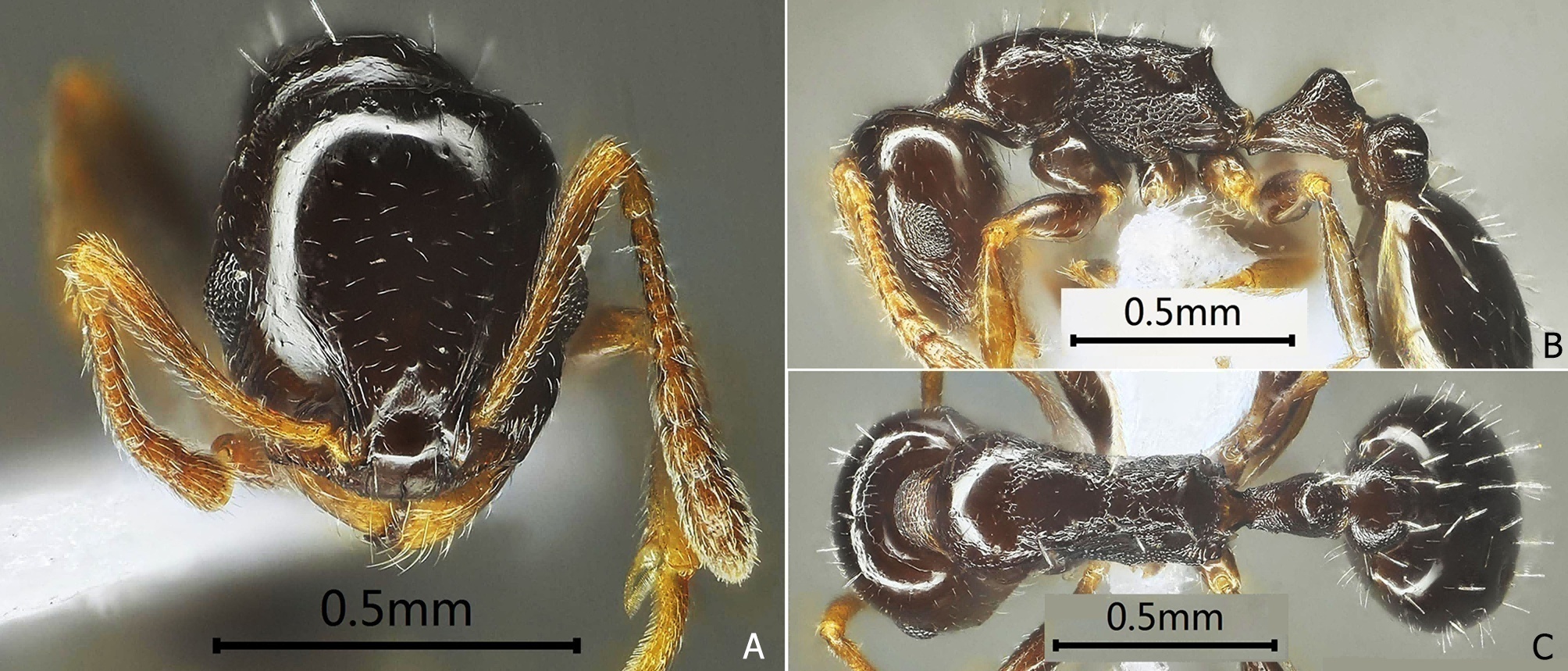 春分Fig.6 Temnothorax chunfen sp. nov.png