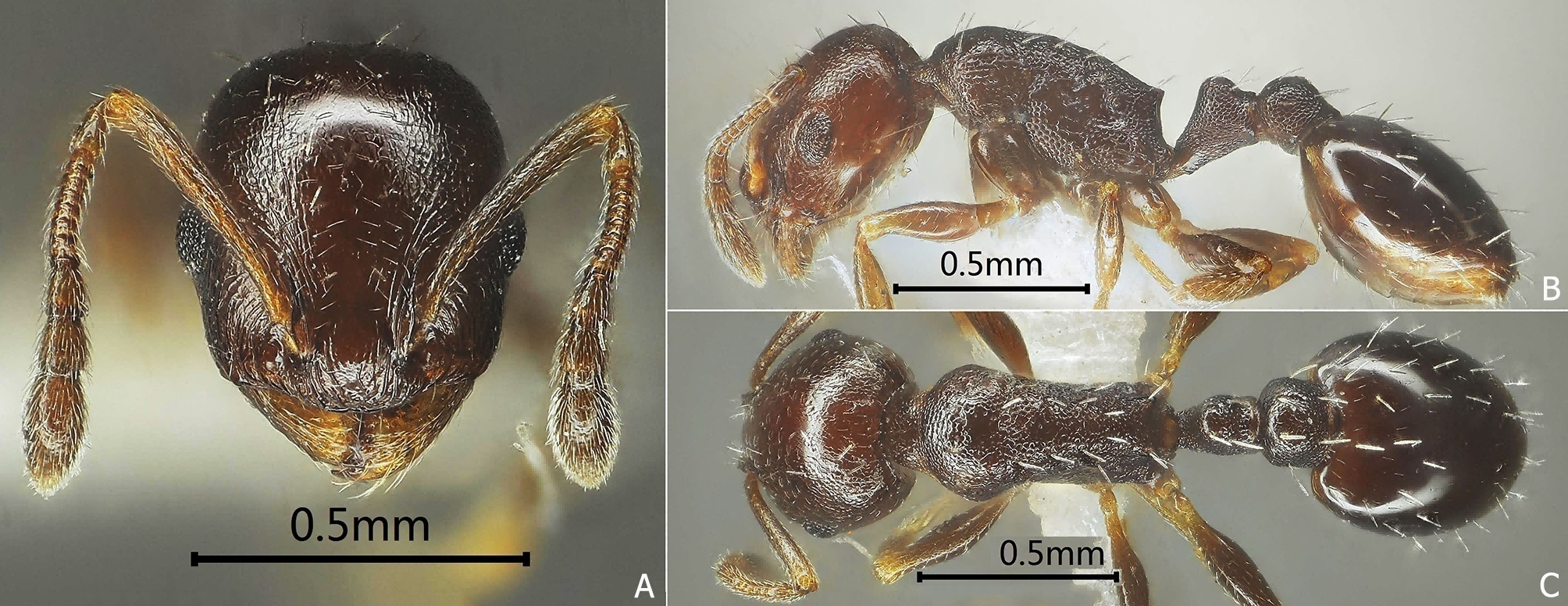 谷雨Fig.19 Temnothorax guyu sp. nov.png