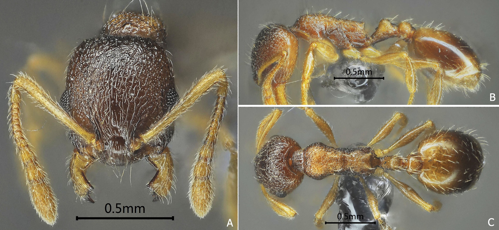 大暑Fig.12 Temnothorax dashu sp. nov.png