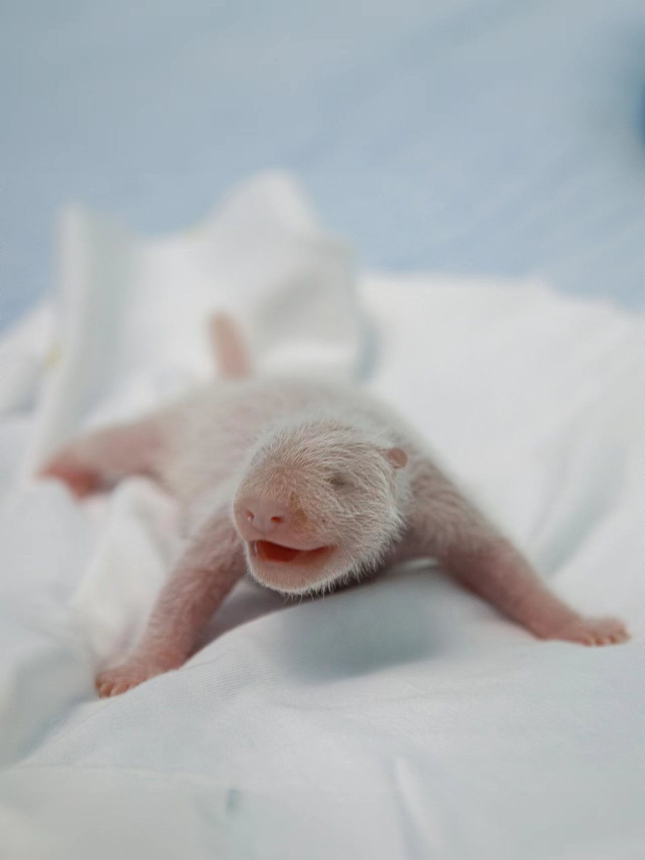 1719986087934802.jpg 375919336.jpg