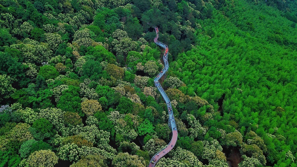 1720090579294956.jpg 丫山旅游度假区A哆森林云中漫步.jpg