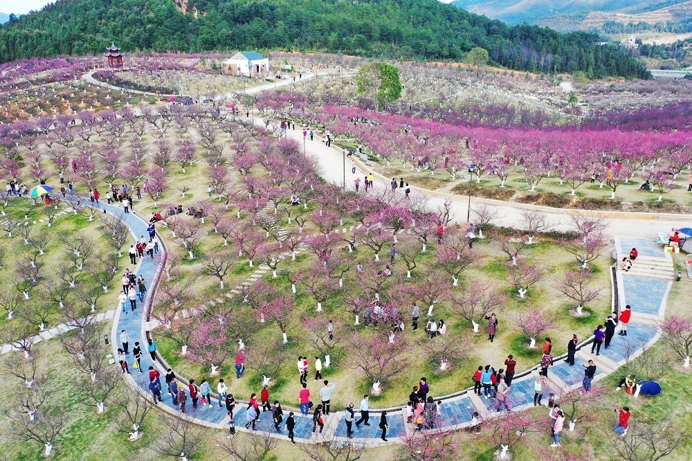 1720090599121659.jpg 大余梅花观赏园.jpg