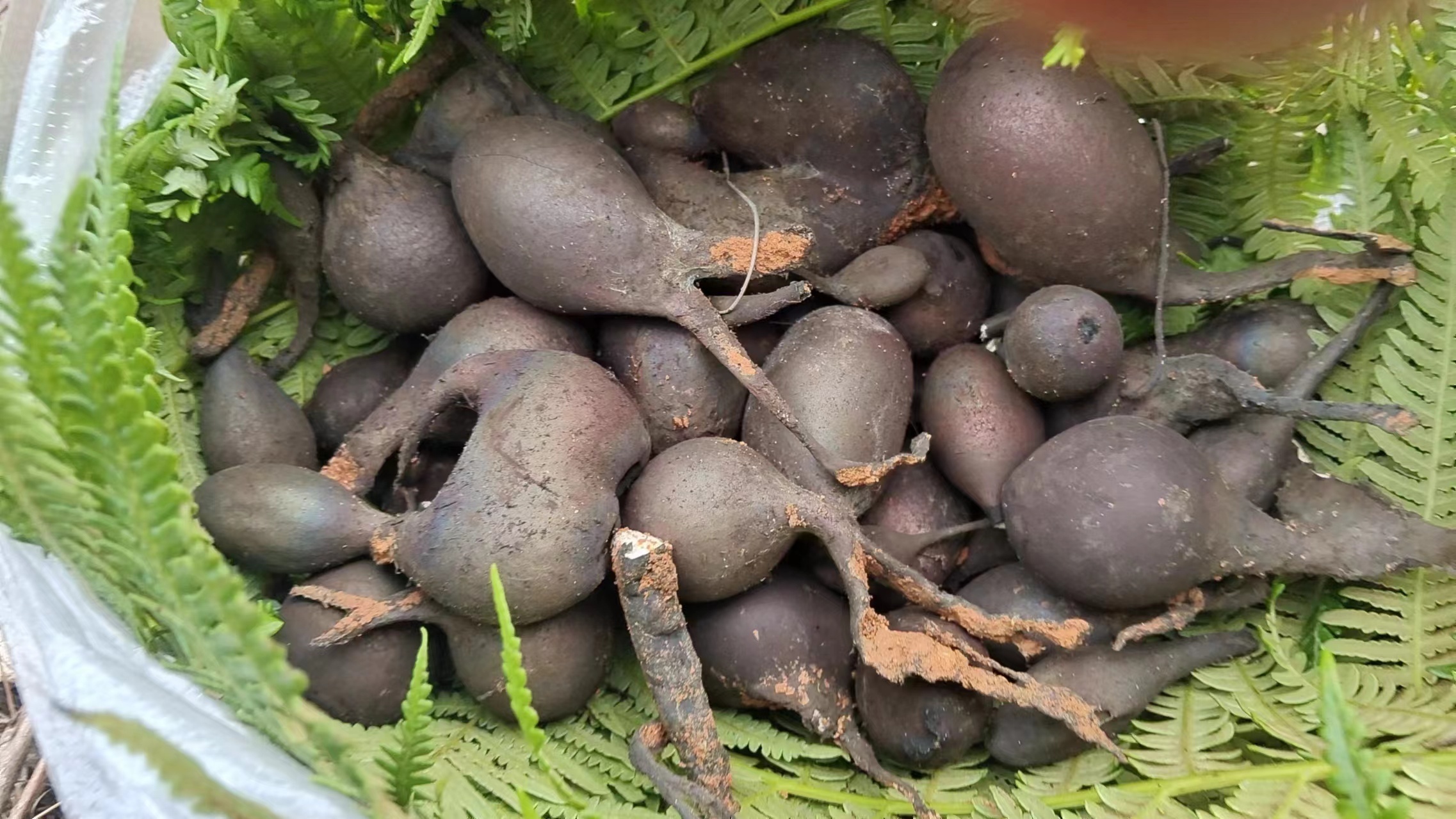 2024年6月23日南信村发现乌灵参 (11).jpg