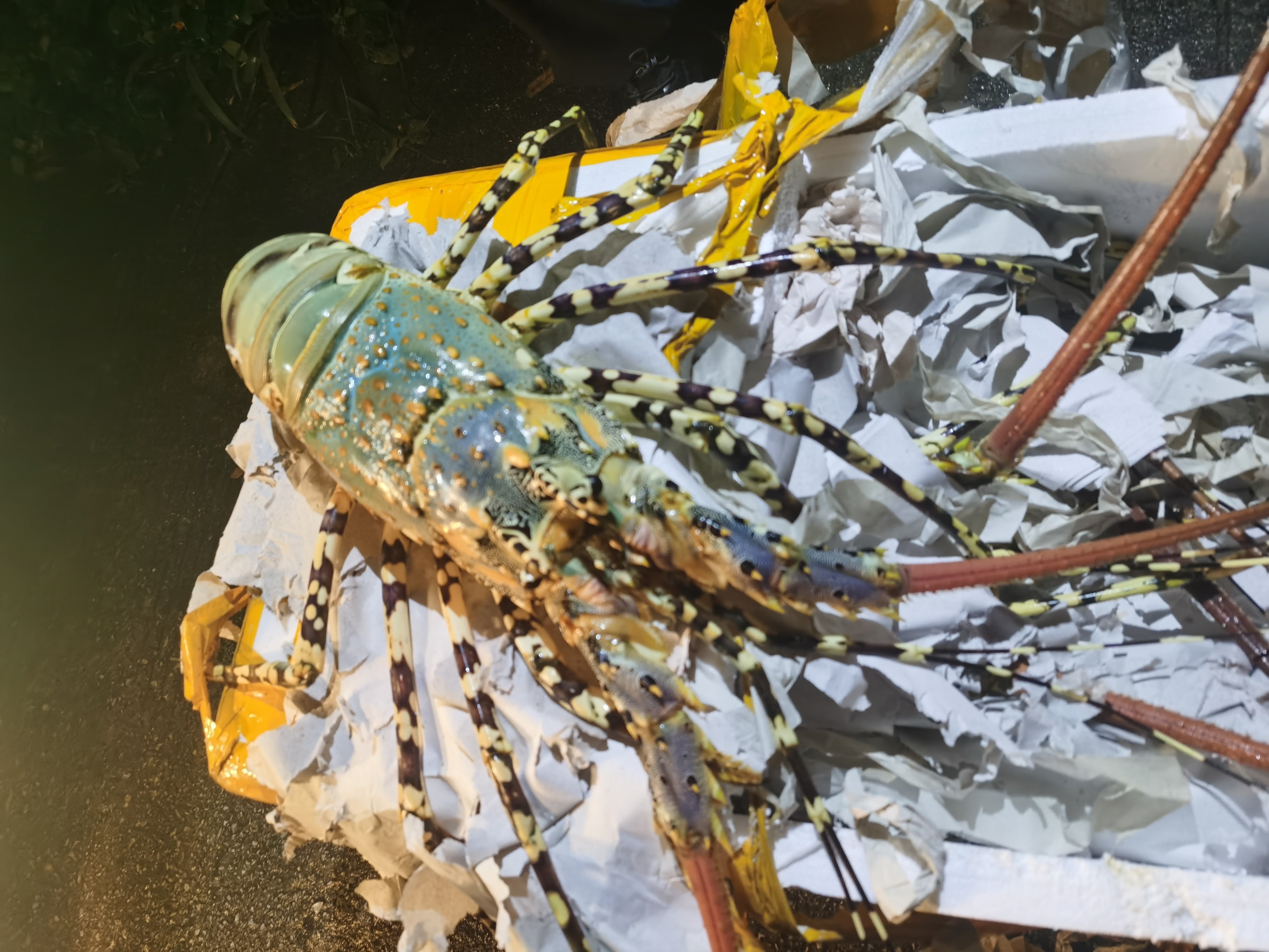 图为警方查获的涉嫌走私龙虾（农丹凤 摄）.jpg