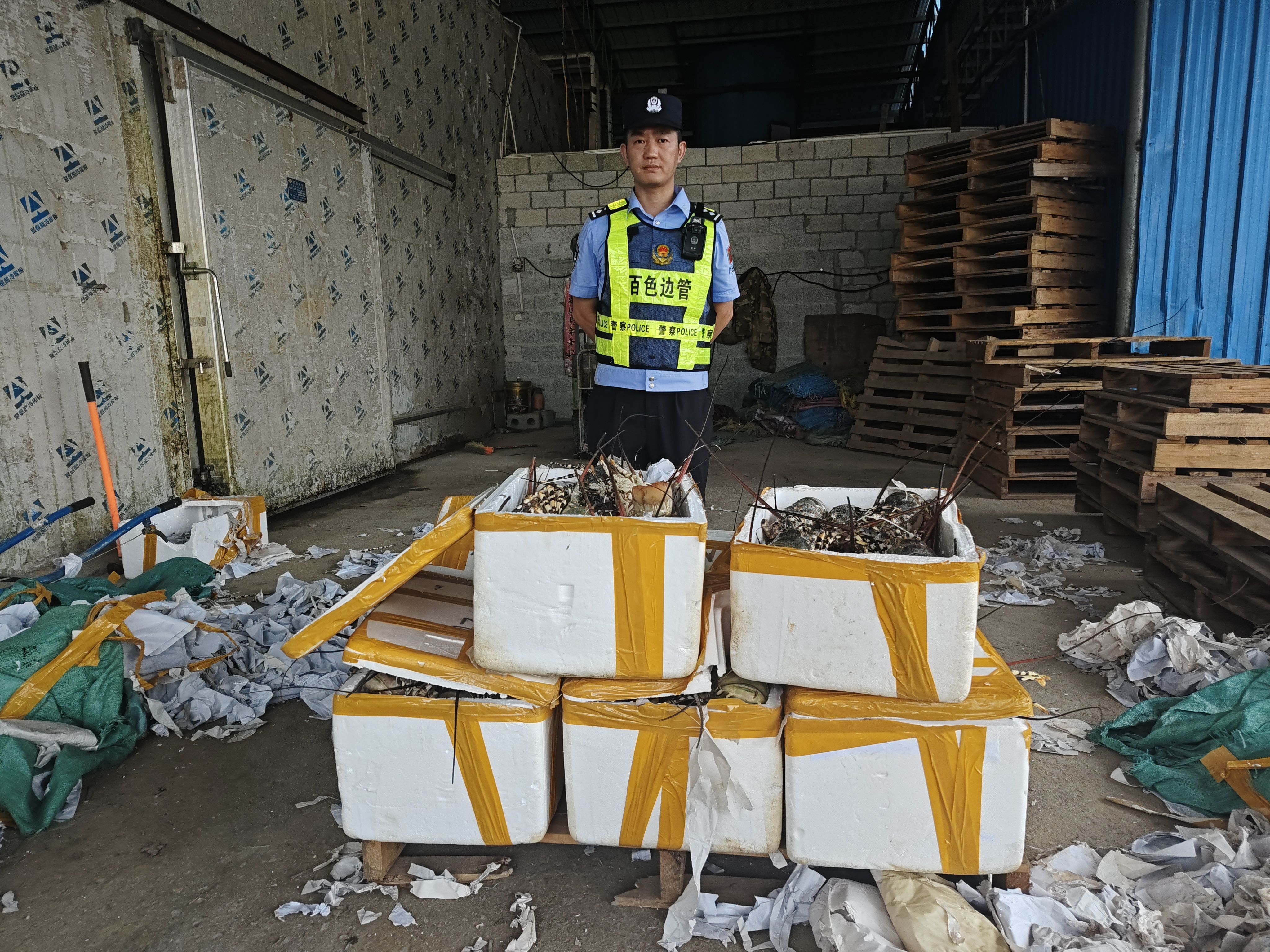 图为民警查获涉嫌走私龙虾（农丹凤 摄）.jpg