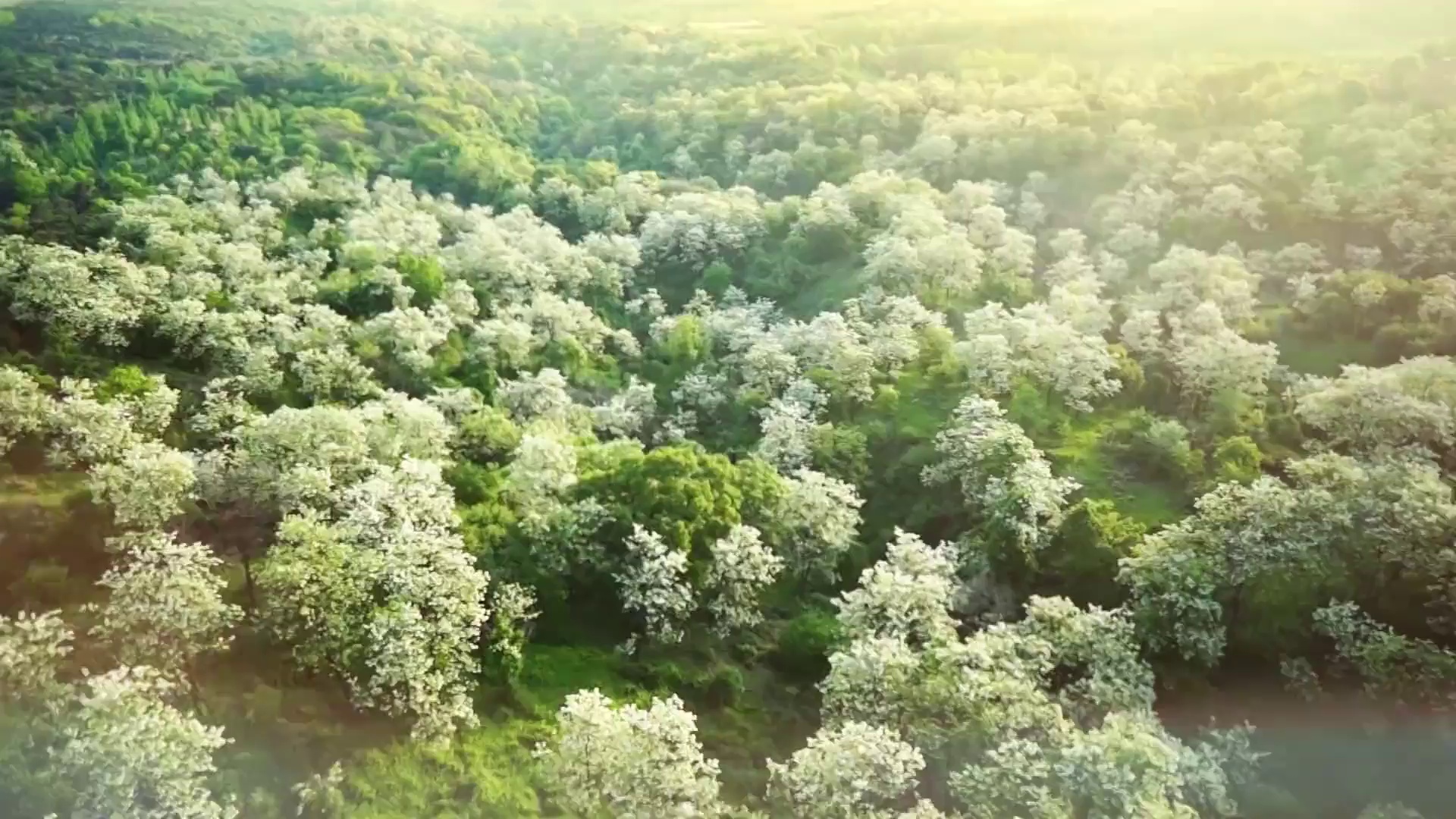 礼乐山东临沭学悟见创原创歌曲那片槐花海