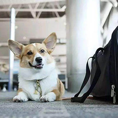火车上可以带宠物吗,宠物过安检注意事项!