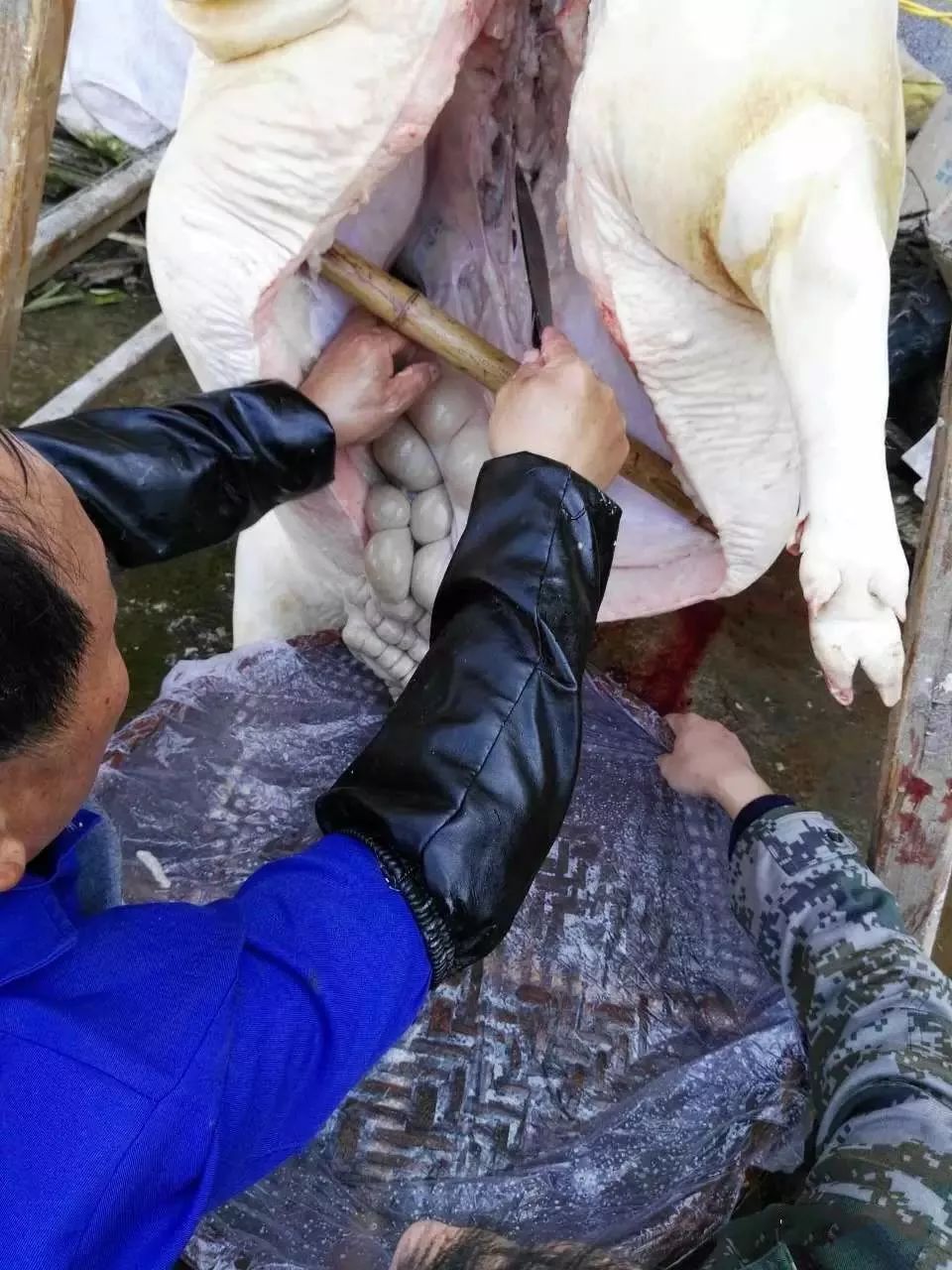 不看不知道原来土家族连杀猪都有这么多的学问