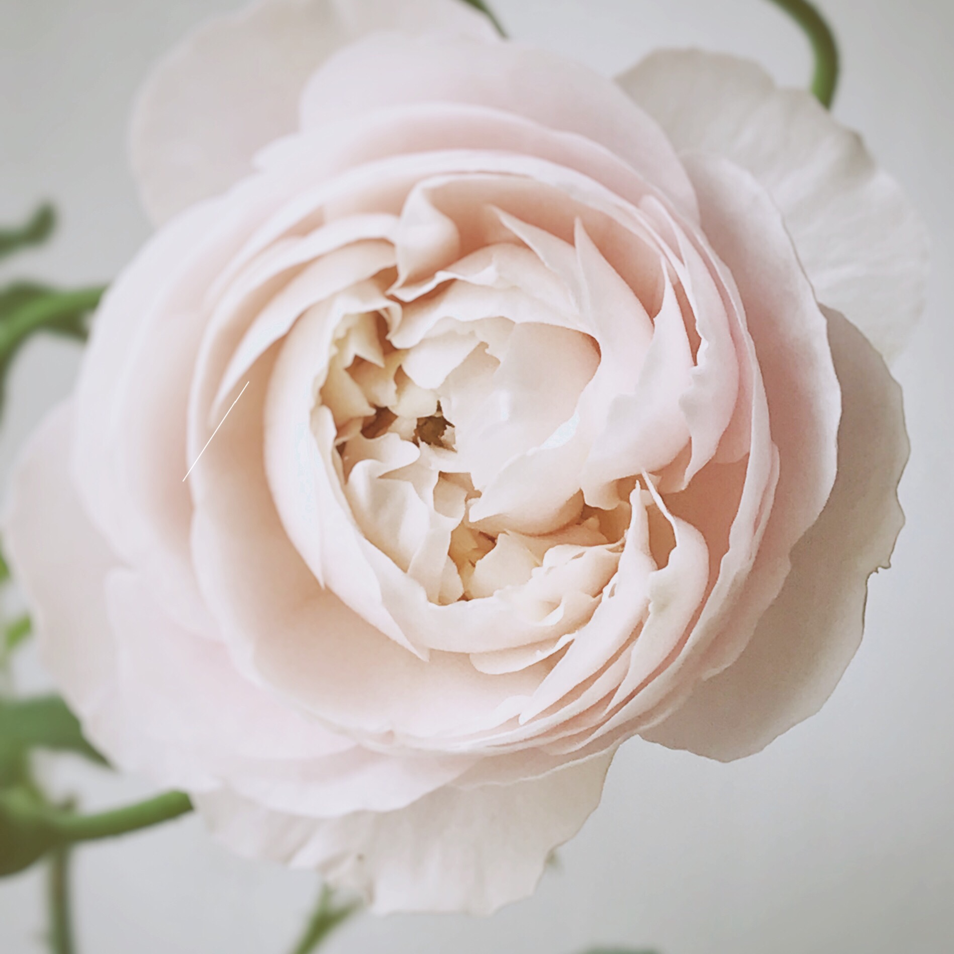 哲思美文跳舞的蔷薇花瓣