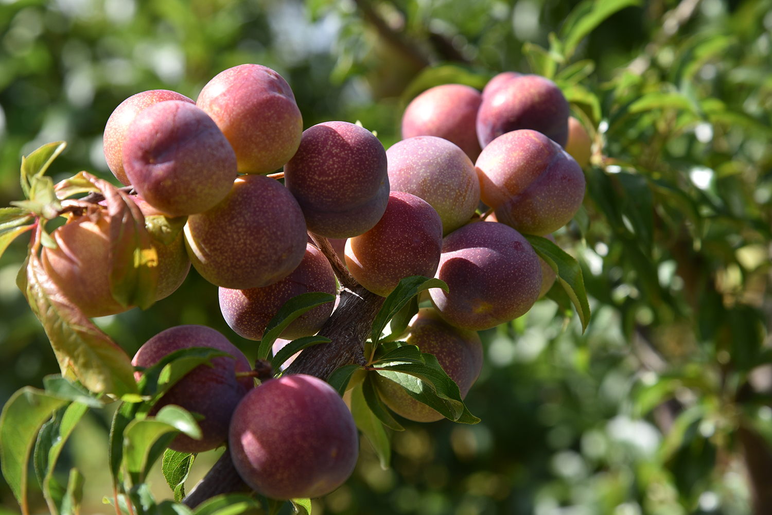 新鲜地道四川李子脱骨青脆半边红李子