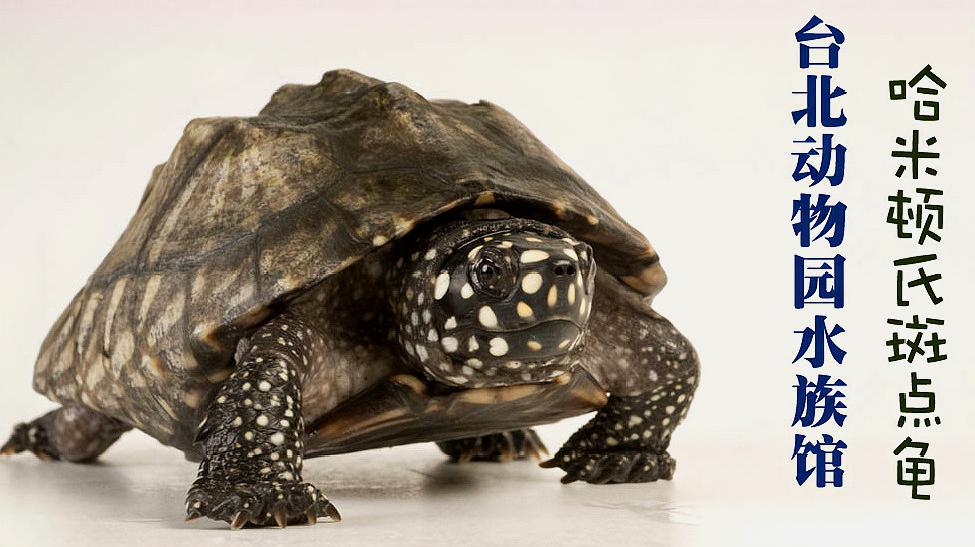 背上有三条龙骨这就是稀有的濒危物种哈米顿氏斑点池龟