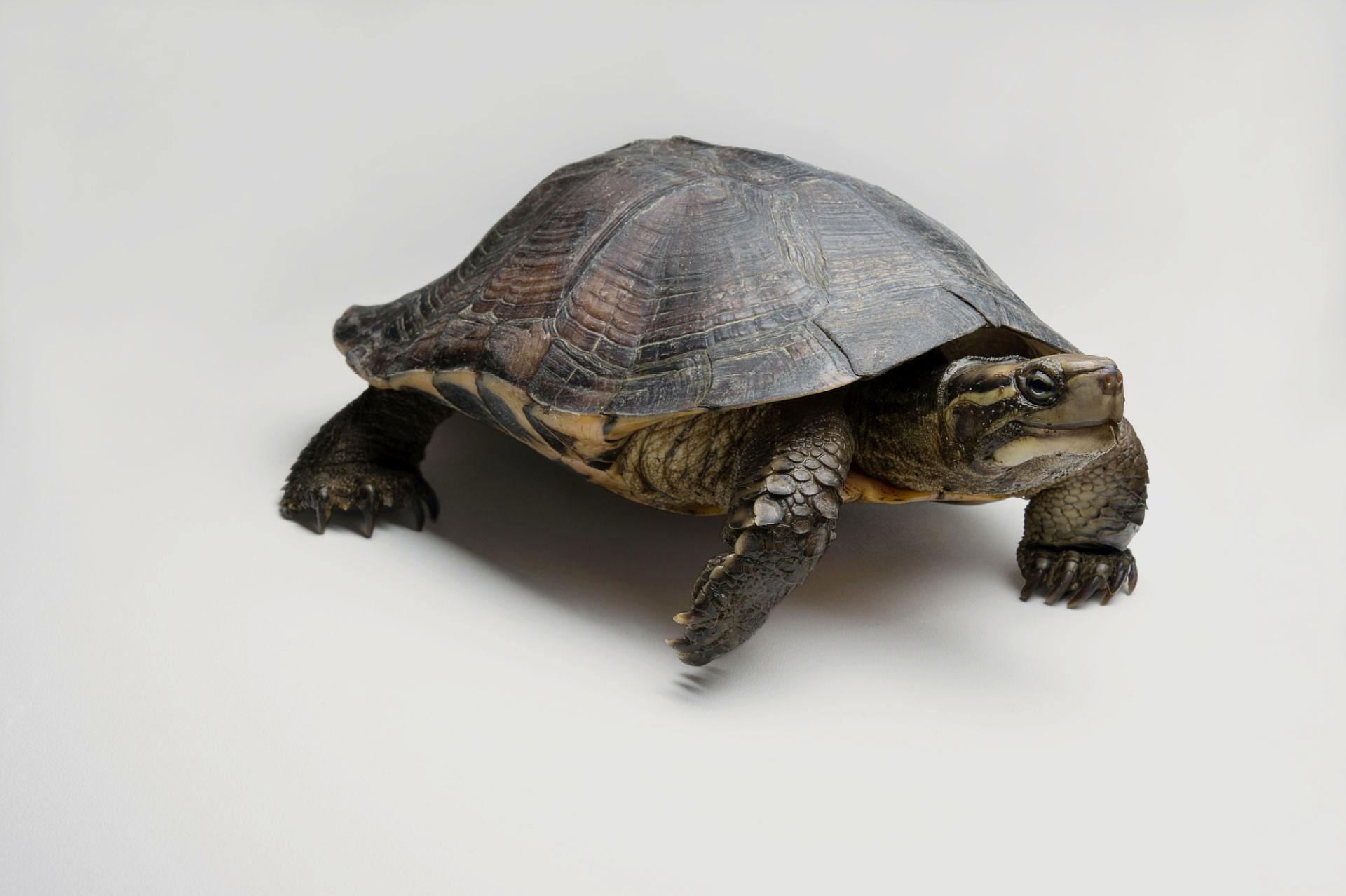 萌宠小百科黄喉拟水龟龟圈儿界的治愈系小天使非它莫属