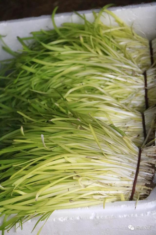 青园·风味燕赵|黄芽韭,来自时光的美味