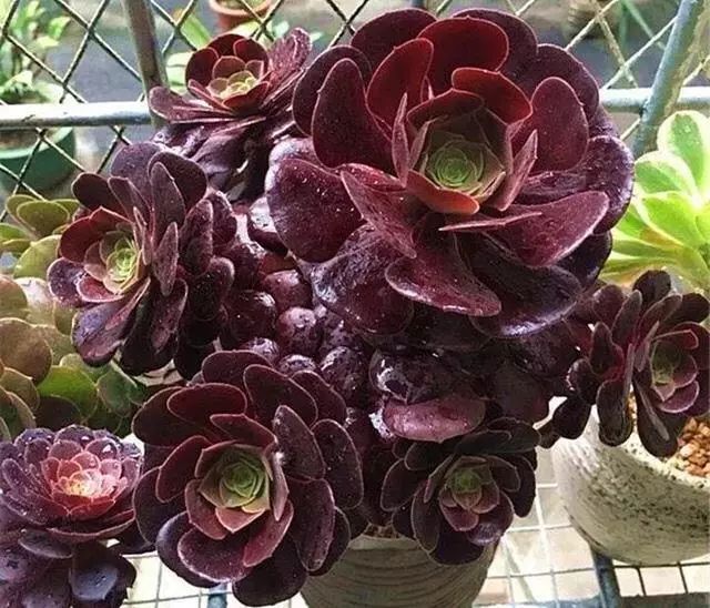 夏天多肉黑法师很难养做好这几点就不怕