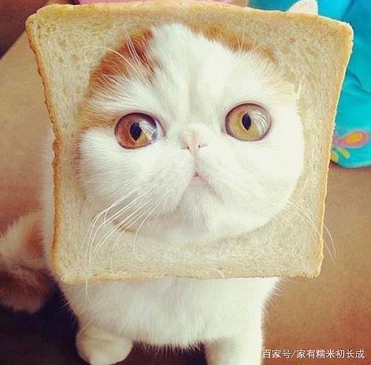 猫咪是否能吃面包?答案是肯定的,但是也要分这3种情况!