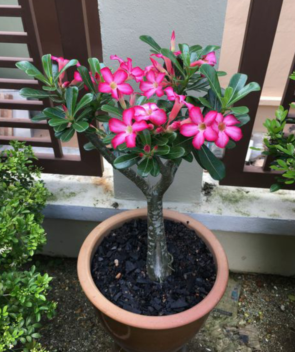 刚买的沙漠玫瑰怎么上盆怎么养护才能开花多做好四点就够了