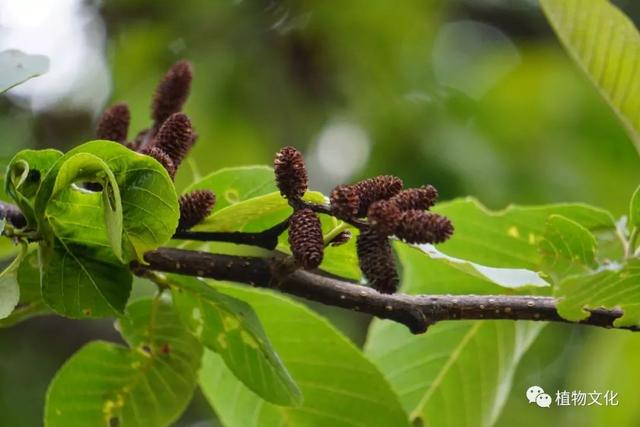 化香树等收球果玩儿