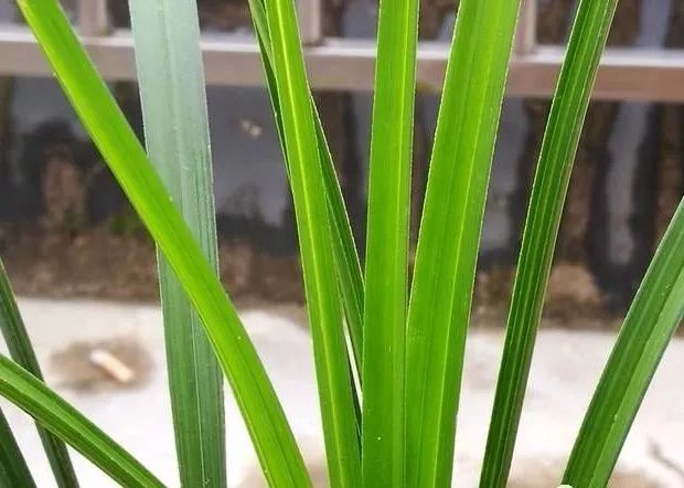 兰花有很多小黑飞如何处理