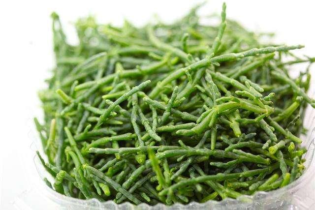 这种海里天热野菜人称海人参外国人当高端菜国内少吃