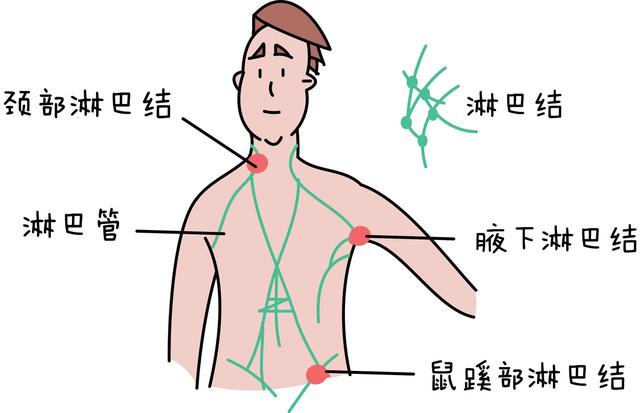 上身部位名称图片图片