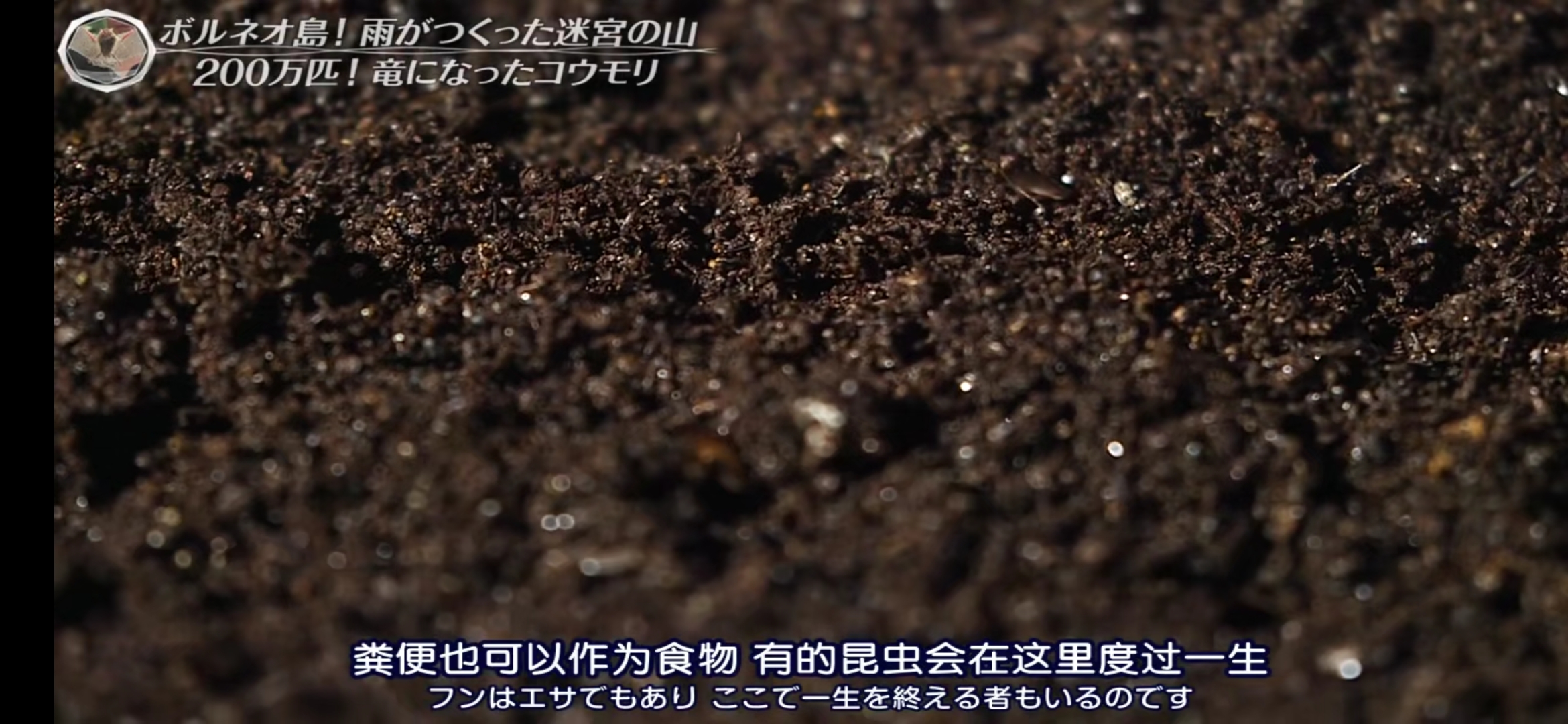 神奇洞穴里竟然飞出大量蝙蝠一晚可产生15吨粪便