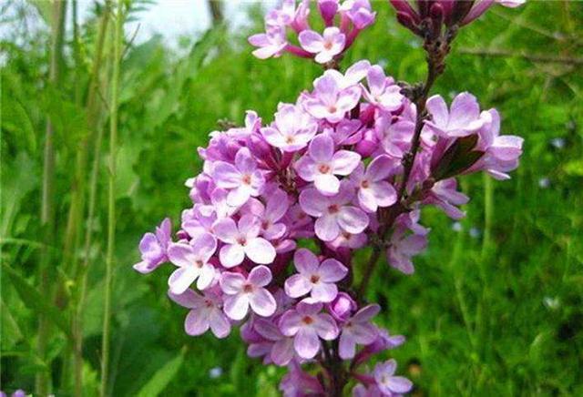 山区的野花叫芫花如今难觅得价值高很珍贵