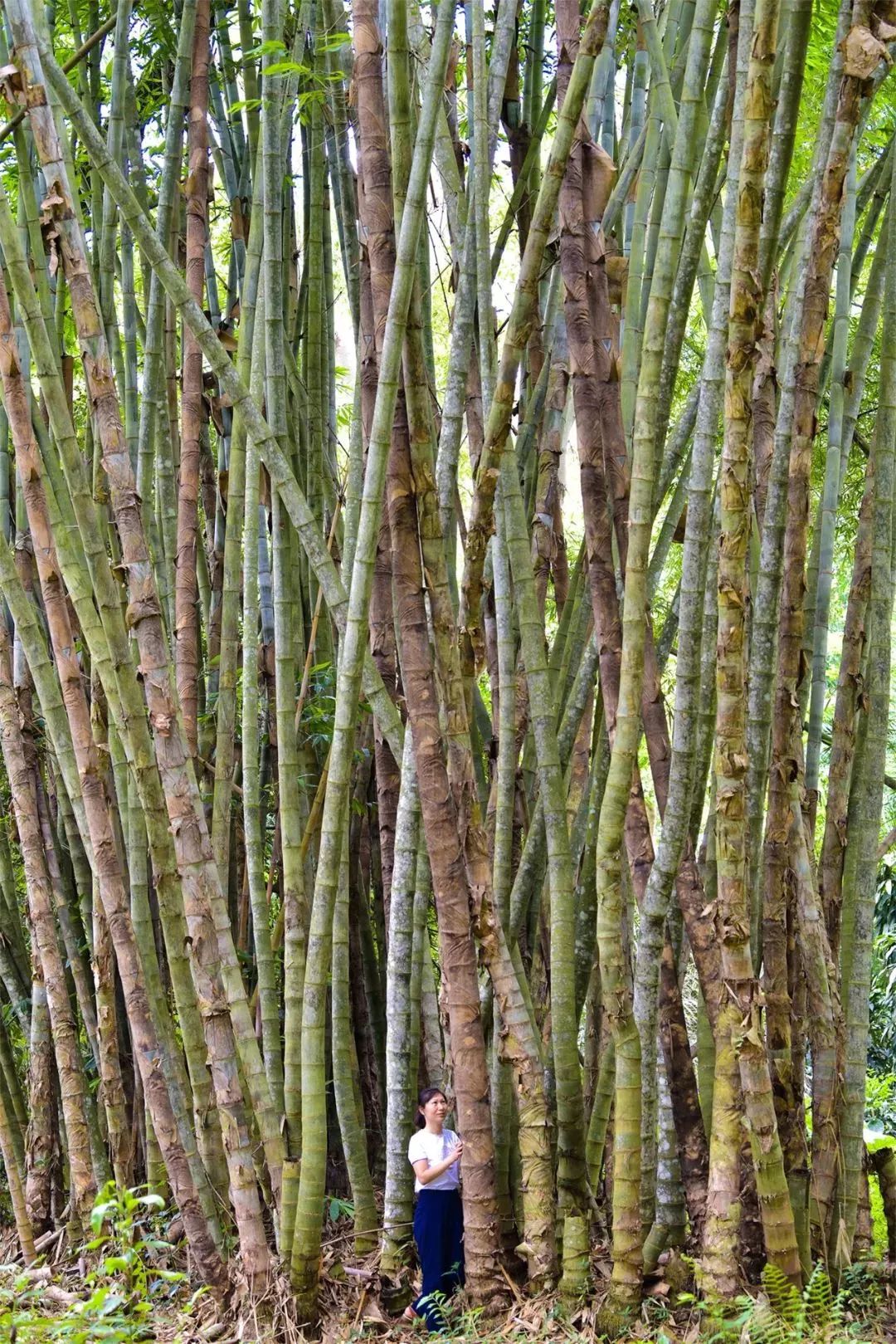 为什么是什么是云南