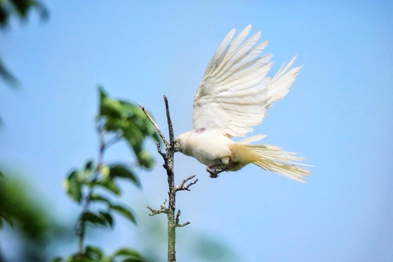 白喜鹊浑身雪白,眼睛略红,体态和平常看到的喜鹊极相似,这种白喜鹊较