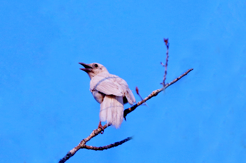 白喜鹊浑身雪白,眼睛略红,体态和平常看到的喜鹊极相似,这种白喜鹊较