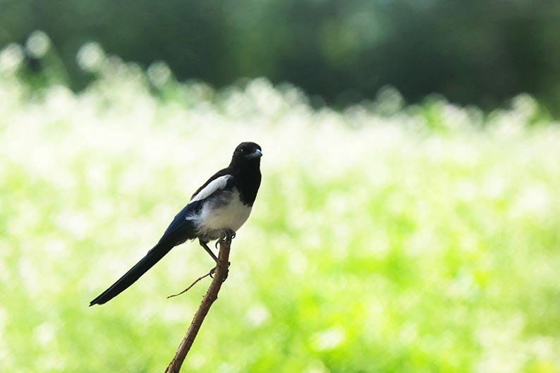 张掖摄影家户外拍摄到罕见白喜鹊