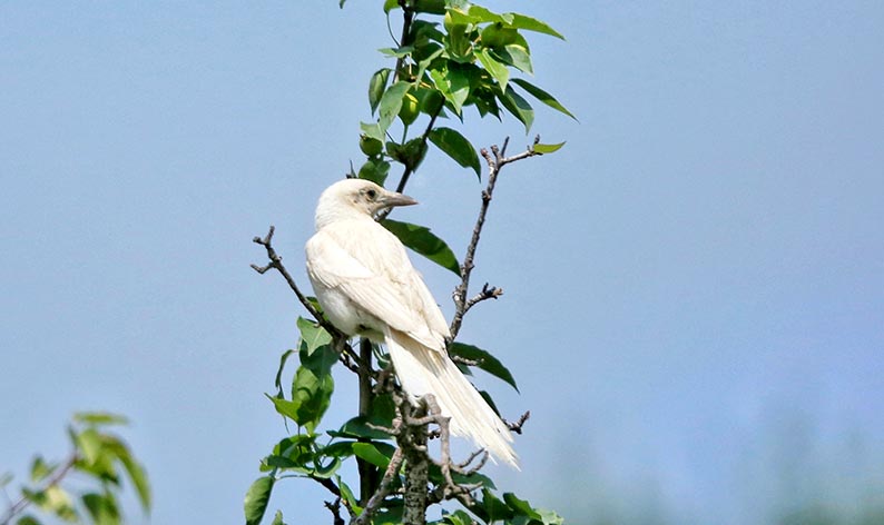 张掖摄影家户外拍摄到罕见白喜鹊