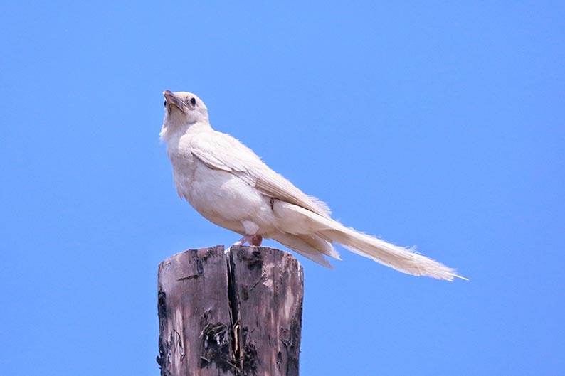 张掖摄影家户外拍摄到罕见白喜鹊