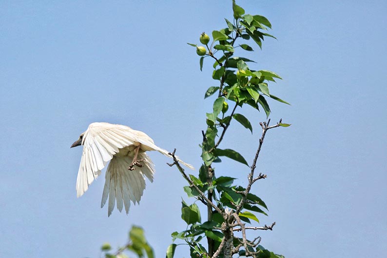 张掖摄影家户外拍摄到罕见白喜鹊