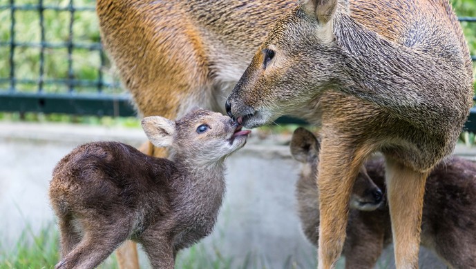 1只獐宝宝于6月9日 呱呱落地,第二天傍晚,这只獐妈妈又产下1只幼仔