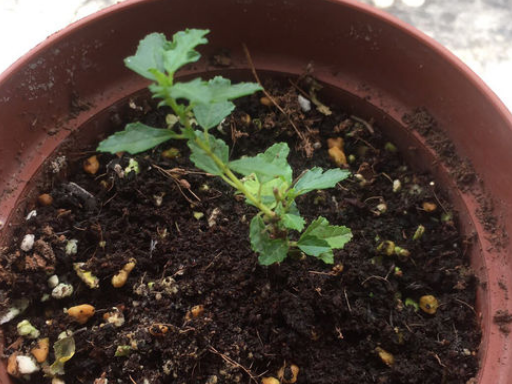 要收集一棵小木槿小苗,小苗可以在网上买,也可以通过扦插方式获得幼苗