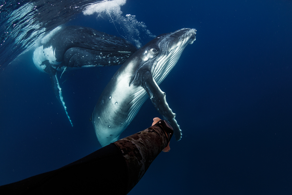 摄影师潜水偶遇座头鲸母子 好奇鲸宝宝凑近与人类握手