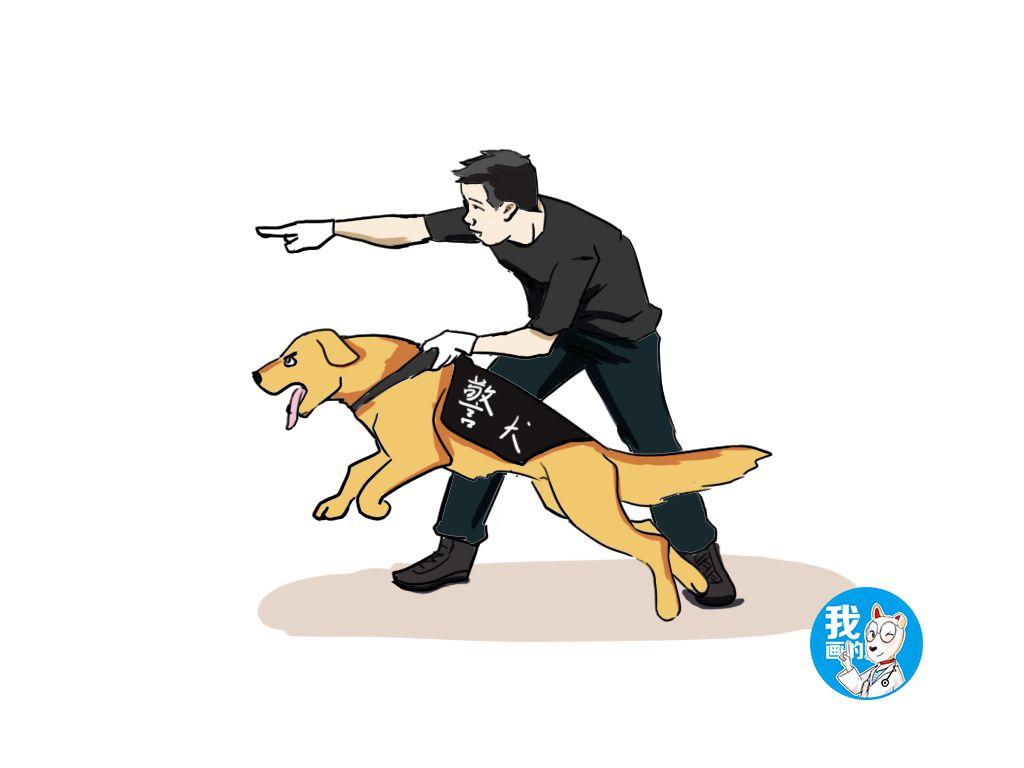 辟谣警犬退役后被狗贩收走别傻了人家过的才是神仙日子