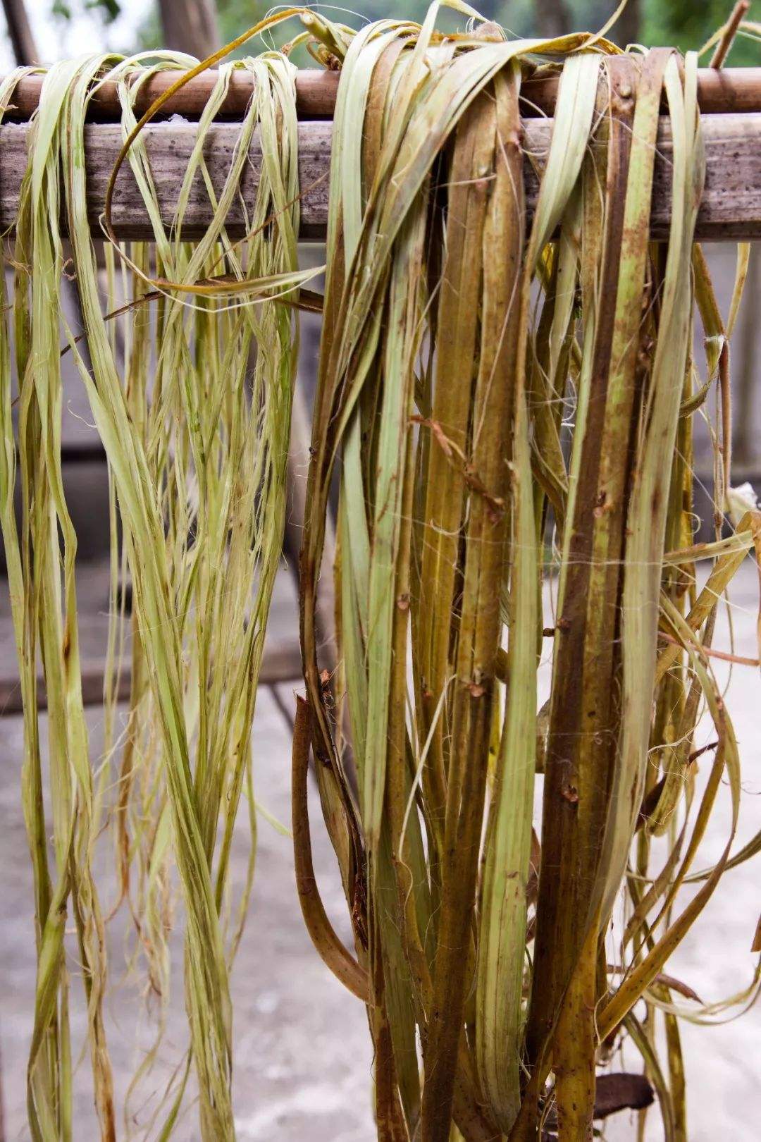 苎麻过水剥皮之后