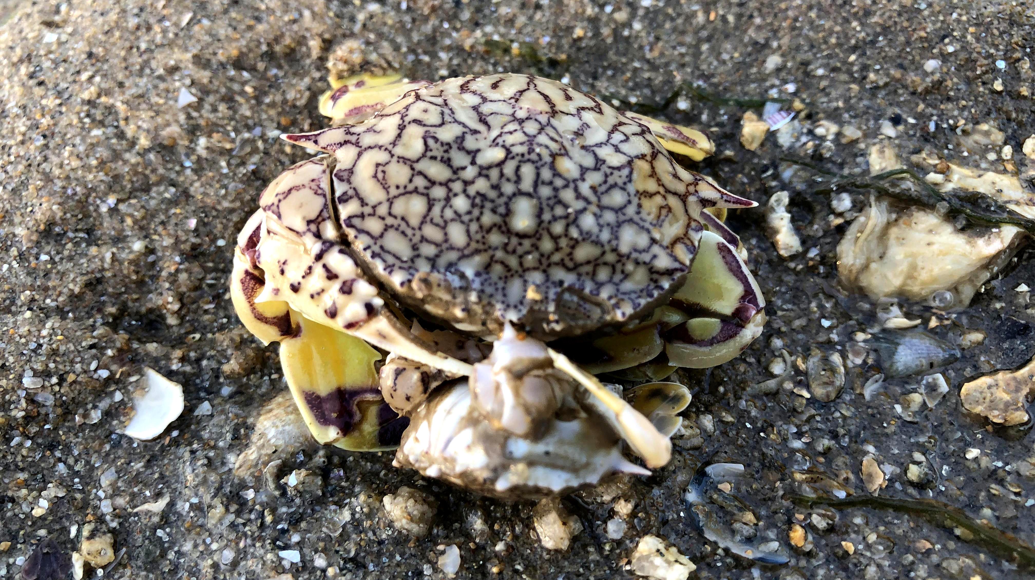 二哥跟着赶海大军来扒蛤蜊藏在沙里的花旦蟹都被扒出来了