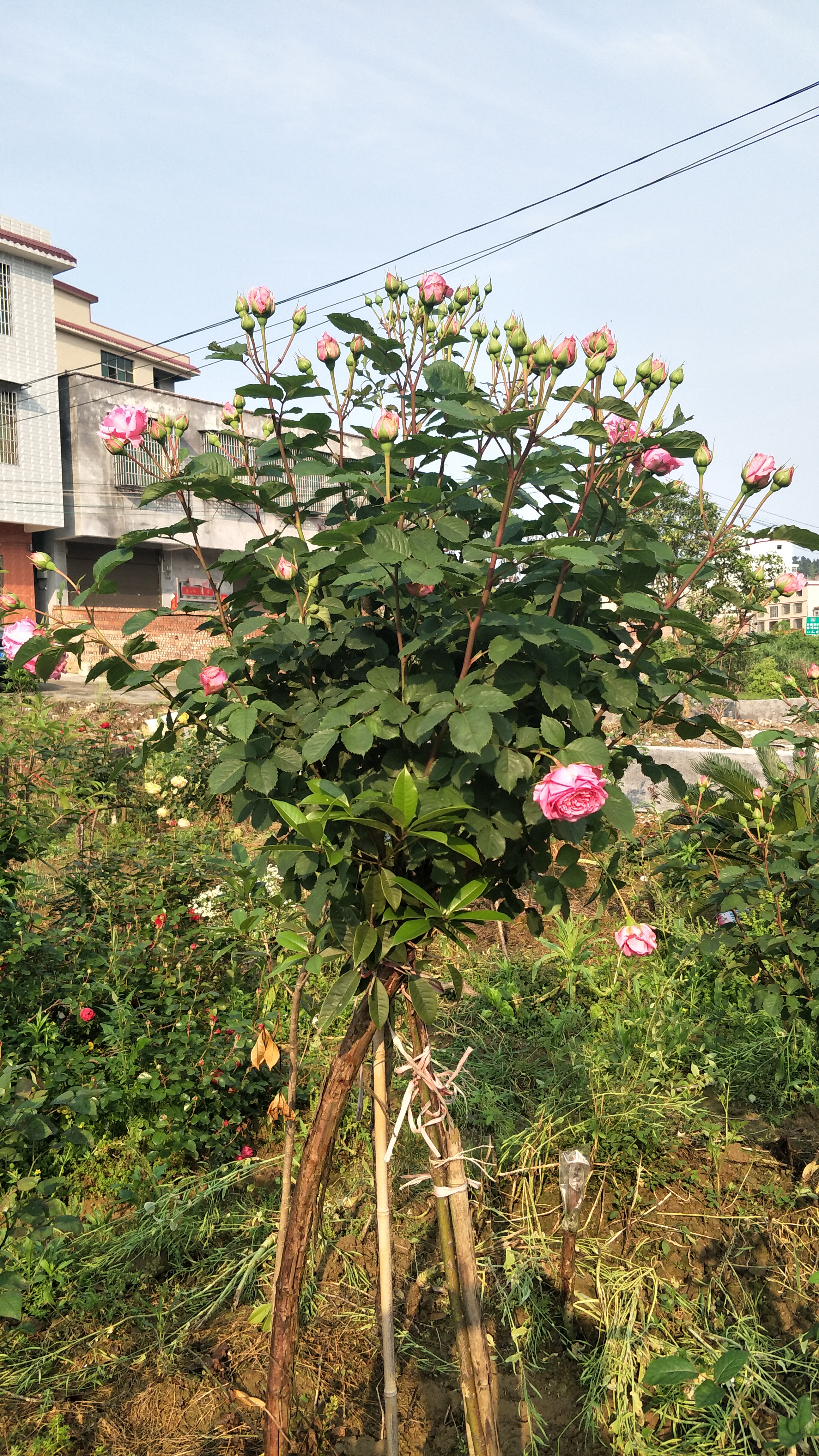 这是我用山木香嫁接的欢迎月季树