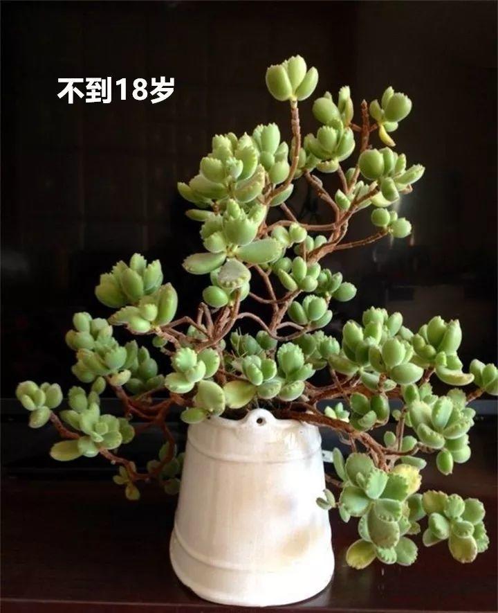 他家的熊童子,养了20年,从熊宝宝长成熊大叔,年年都开花!