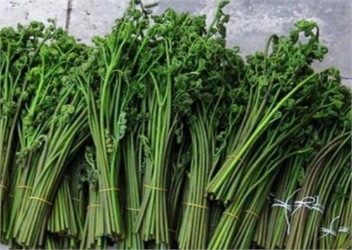 原蕨苷在蕨的各部分中都有,而人吃的蕨菜——蕨的幼嫩部分中含量更高.