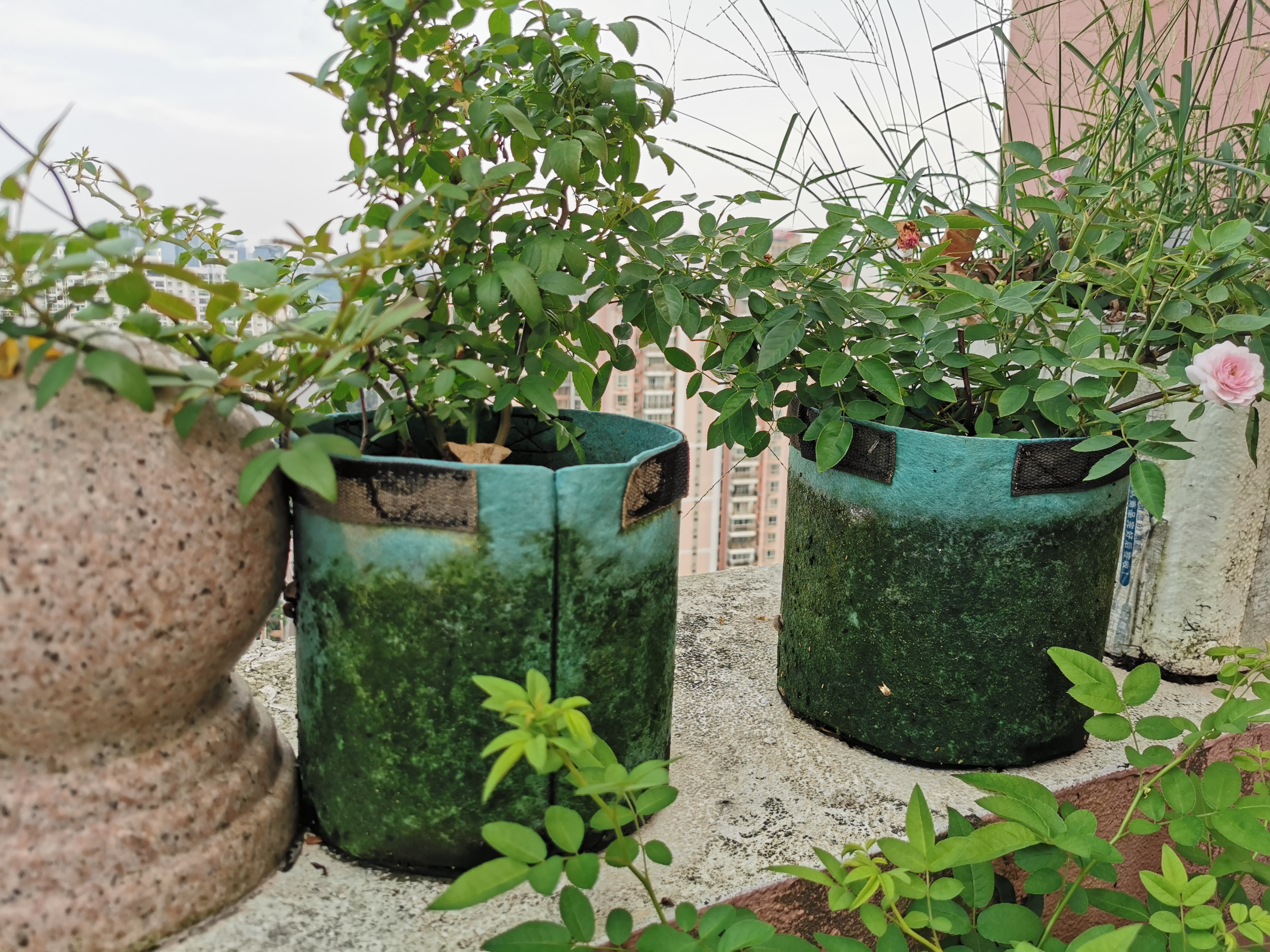 阳台养花容器怎么选3个原则轻松选花盆