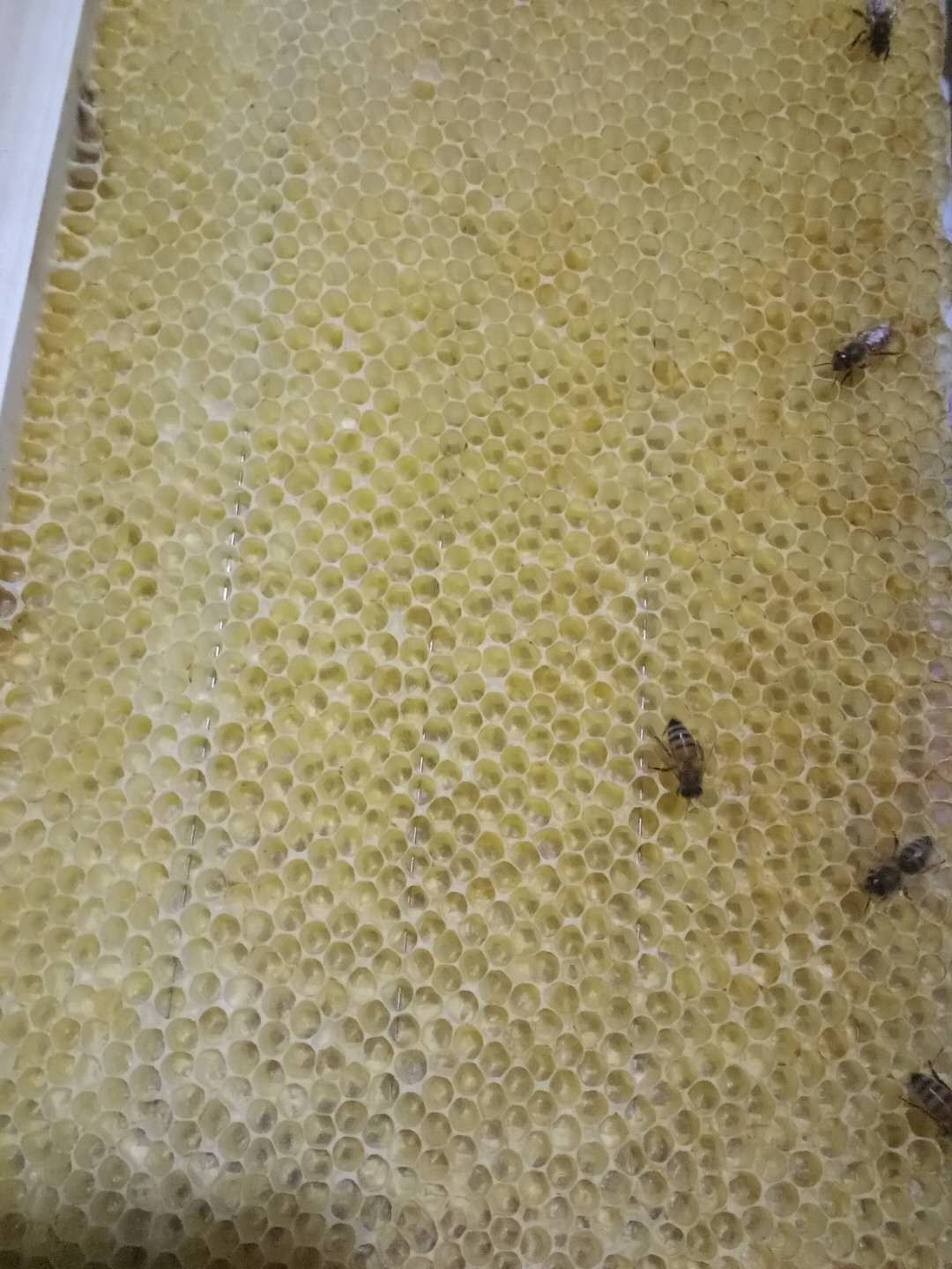 互相使用最后的结果只会这样: ①,中蜂用了意蜂巢础后产的就全是雄蜂