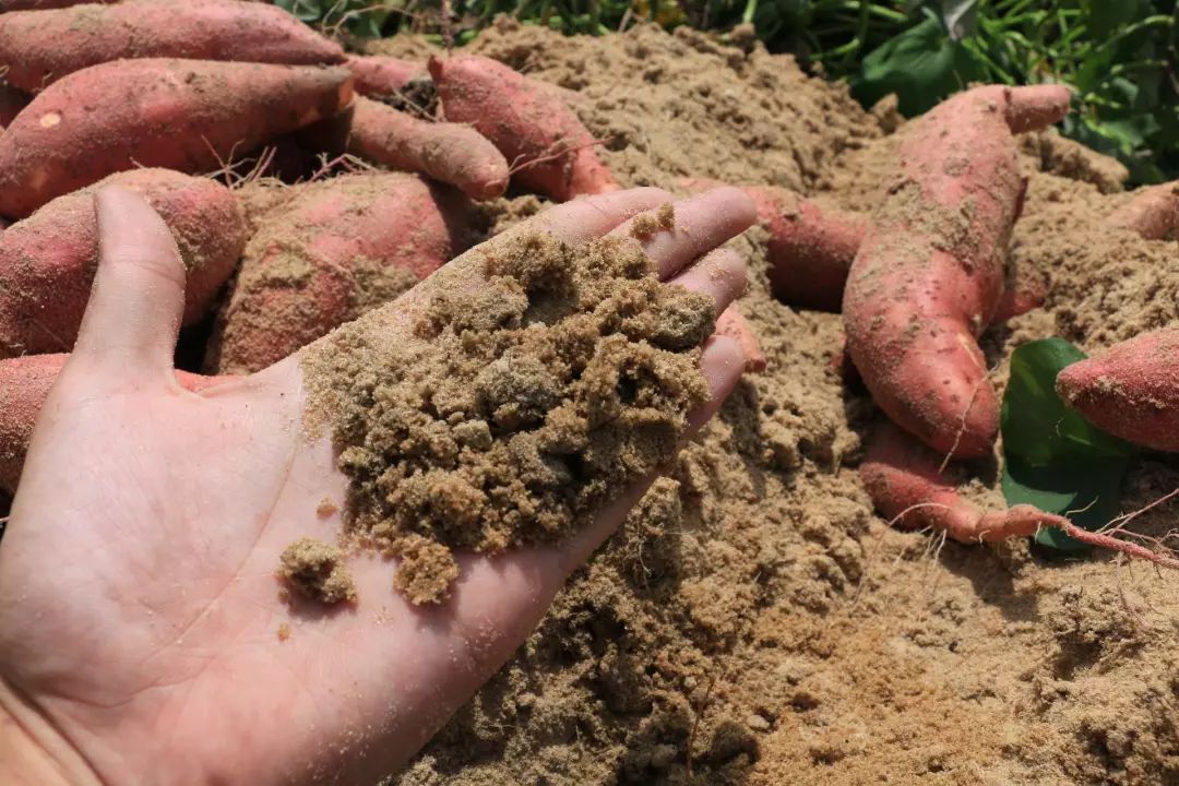 独特的海边沙地种植环境,吸收海水含有天然的盐分,成就了红蜜薯的香糯