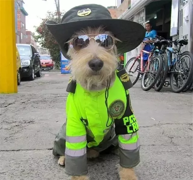 当警察蜀黎遇到流浪狗,从此狗生逆袭,超暖哦_人民号