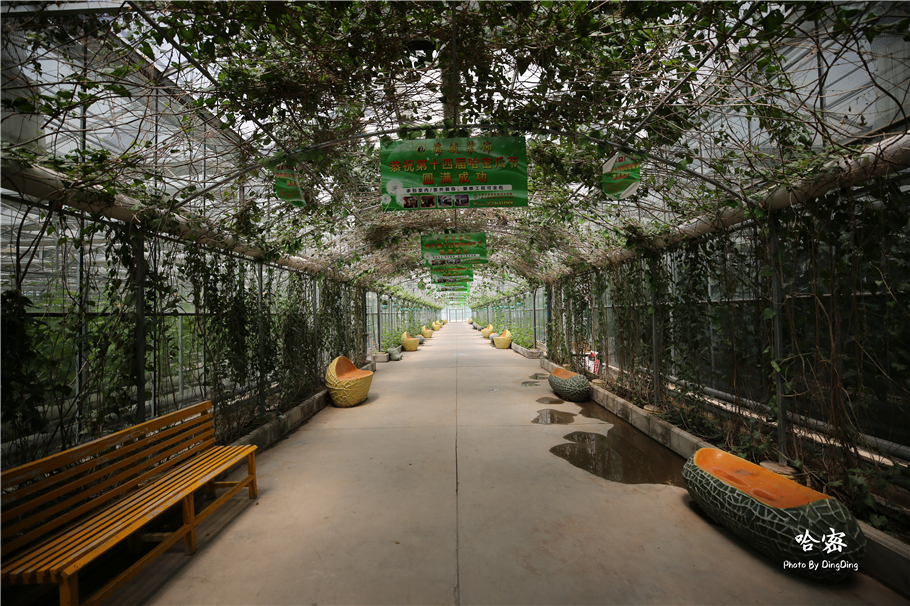 新疆哈密百年的哈密瓜园,游客不买瓜,就想带几个好种子回去种