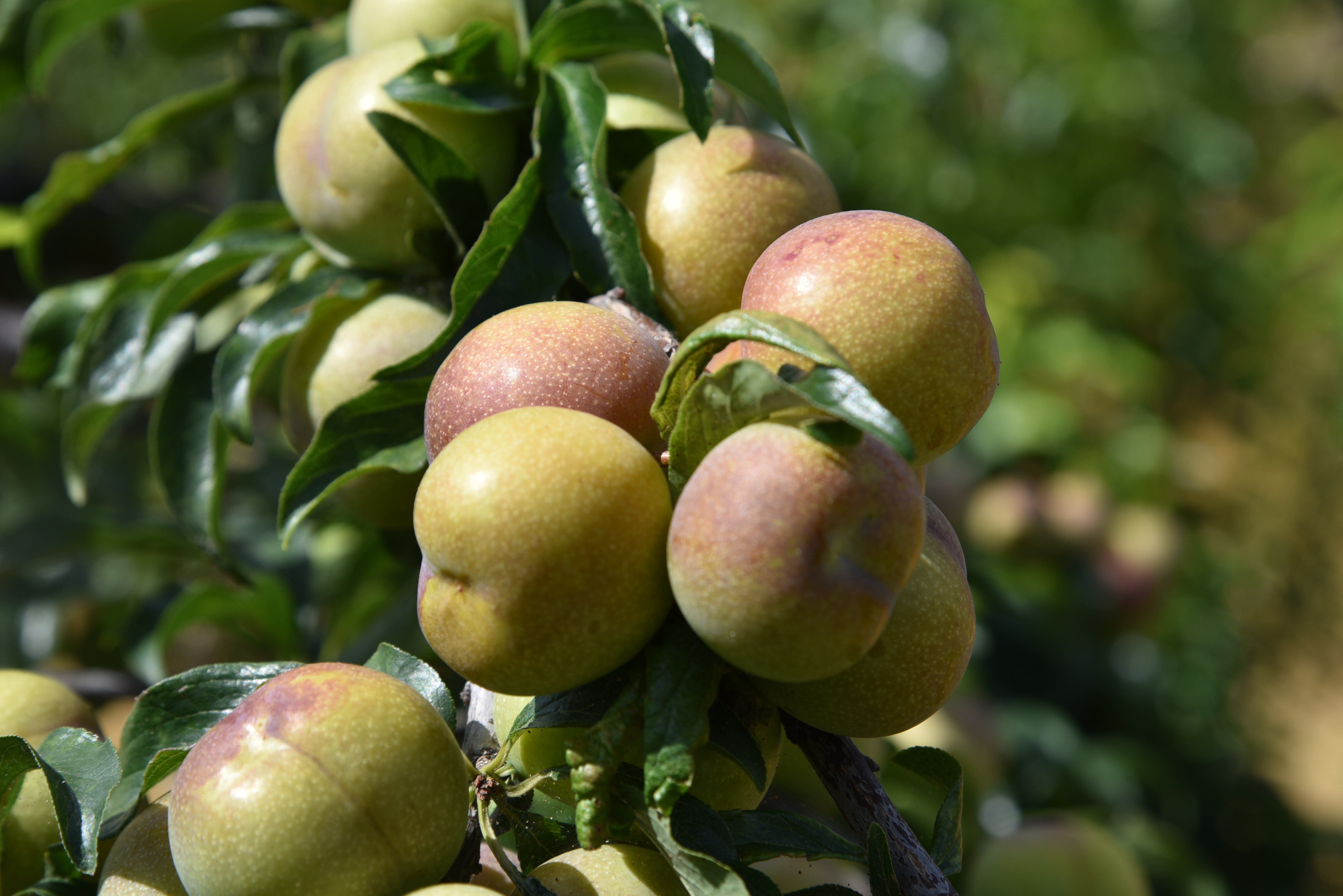 四川新鲜半边红李子正宗脱骨李