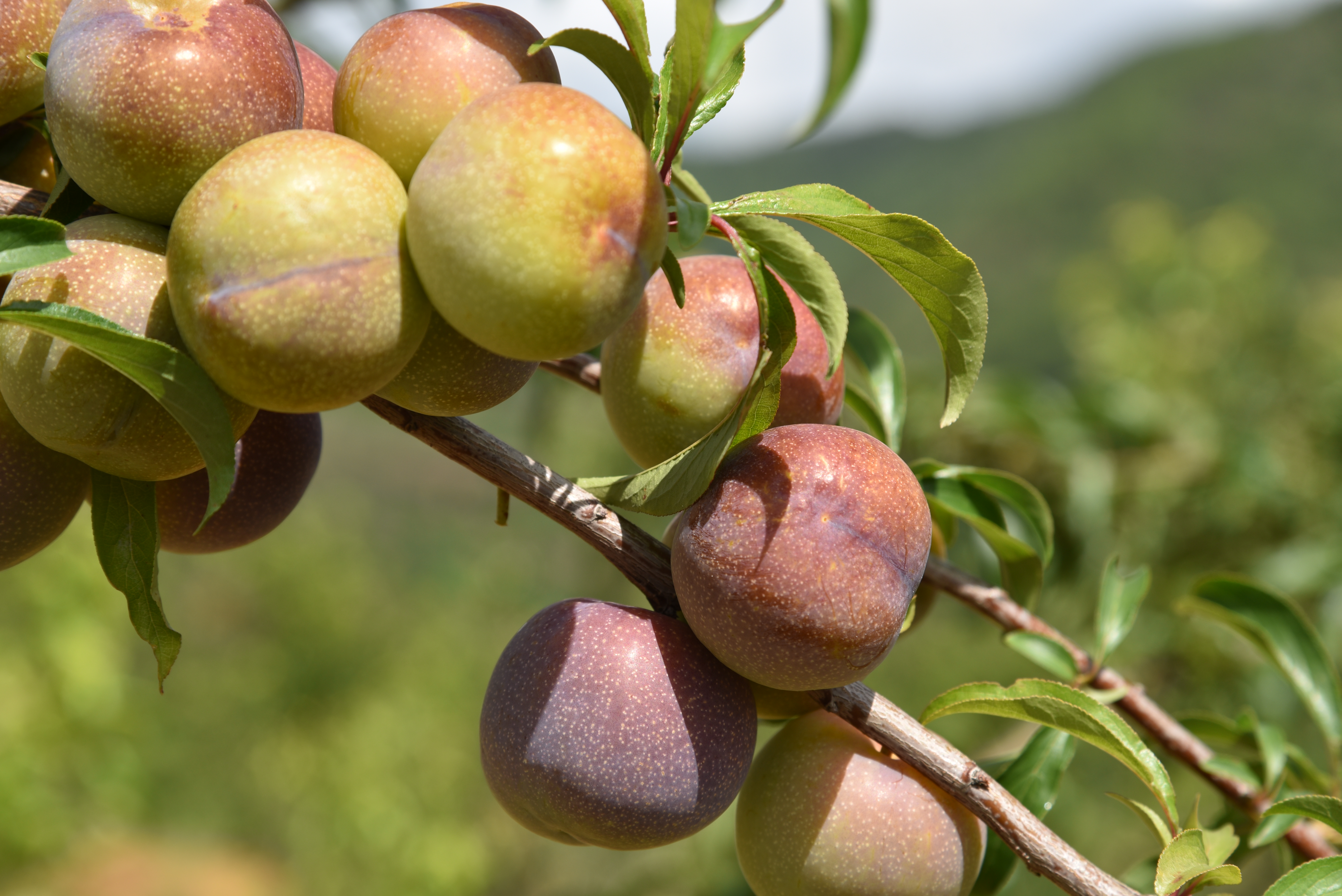 四川新鲜半边红李子正宗脱骨李