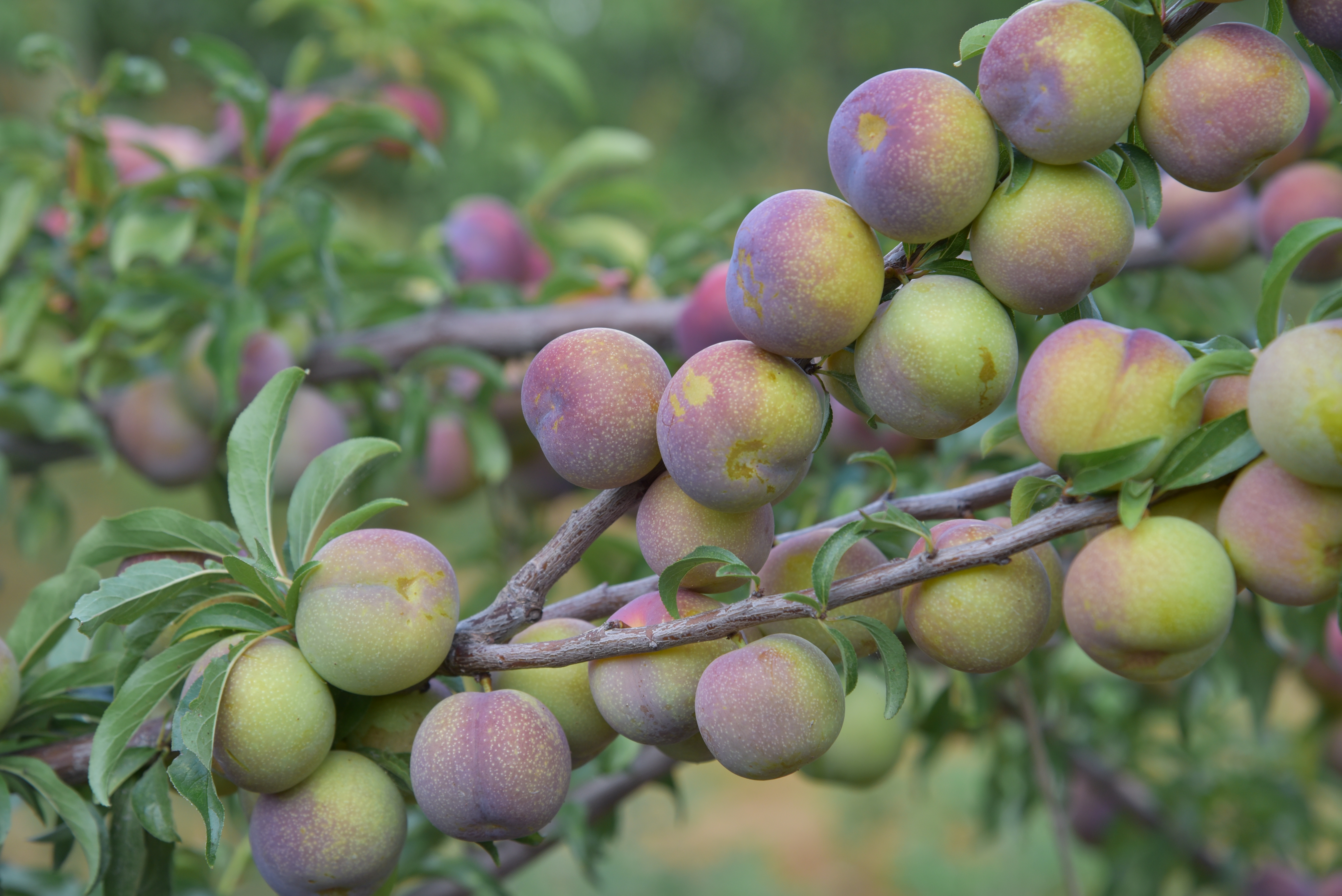 四川新鲜半边红李子正宗脱骨李